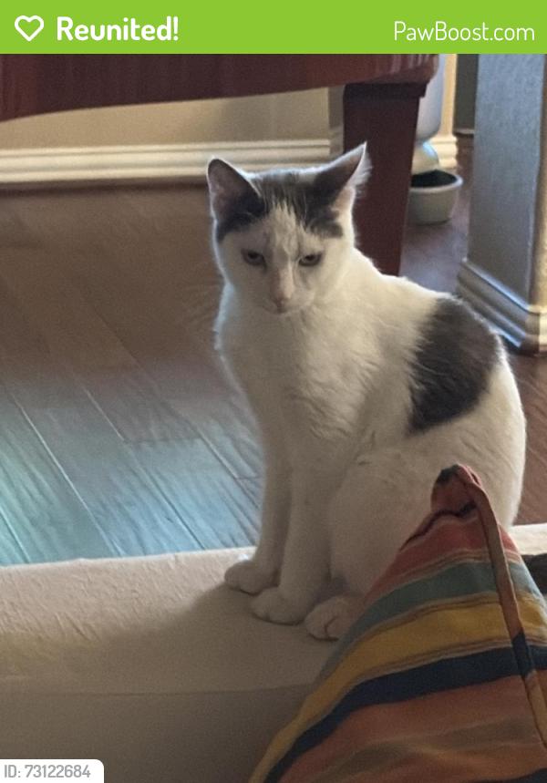 Reunited Male Cat last seen Near Star Haven Dr, Cypress, TX 77433, USA, Cypress, TX 77433