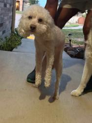 Reunited Male Dog last seen Hemphill and Millbrook Ln, Crowley, Fort Worth, TX 76036