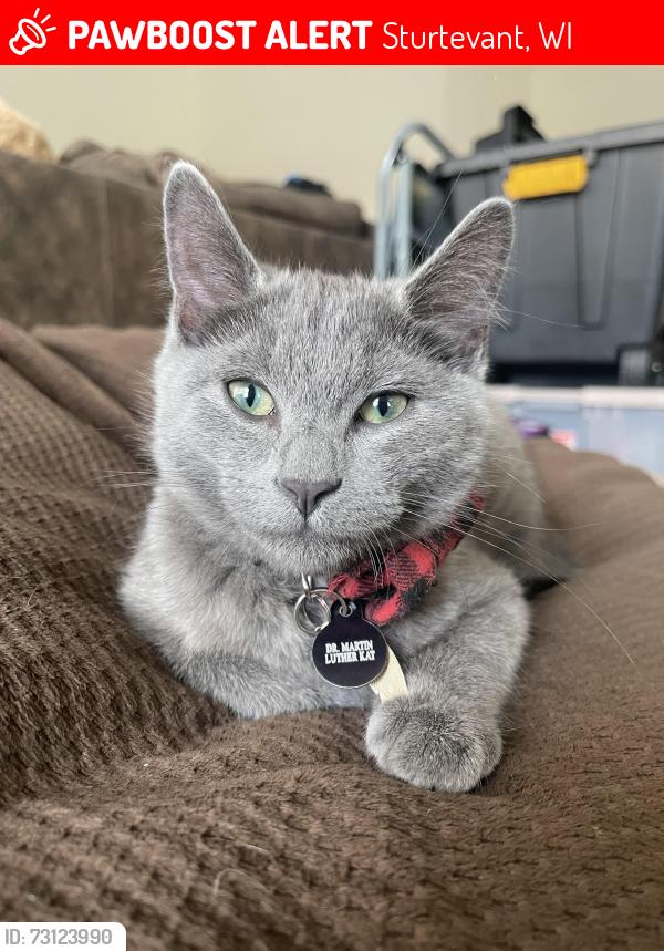 Lost Male Cat last seen Buckingham Road and Broadway Drive, Sturtevant, WI 53177