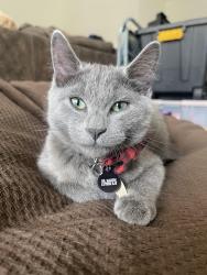Lost Male Cat last seen Buckingham Road and Broadway Drive, Sturtevant, WI 53177