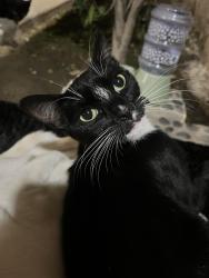 Lost Female Cat last seen Near N 13th ave, Upland, CA 91786