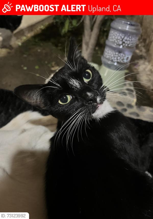 Lost Female Cat last seen Near N 13th ave, Upland, CA 91786