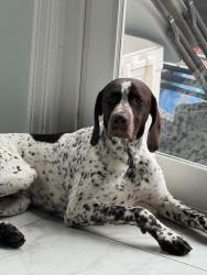 Reunited Male Dog last seen Near Costco on RT3, Fredericksburg, VA 22407
