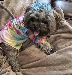Reunited Female Dog last seen Loop 250, Midland, TX 79705
