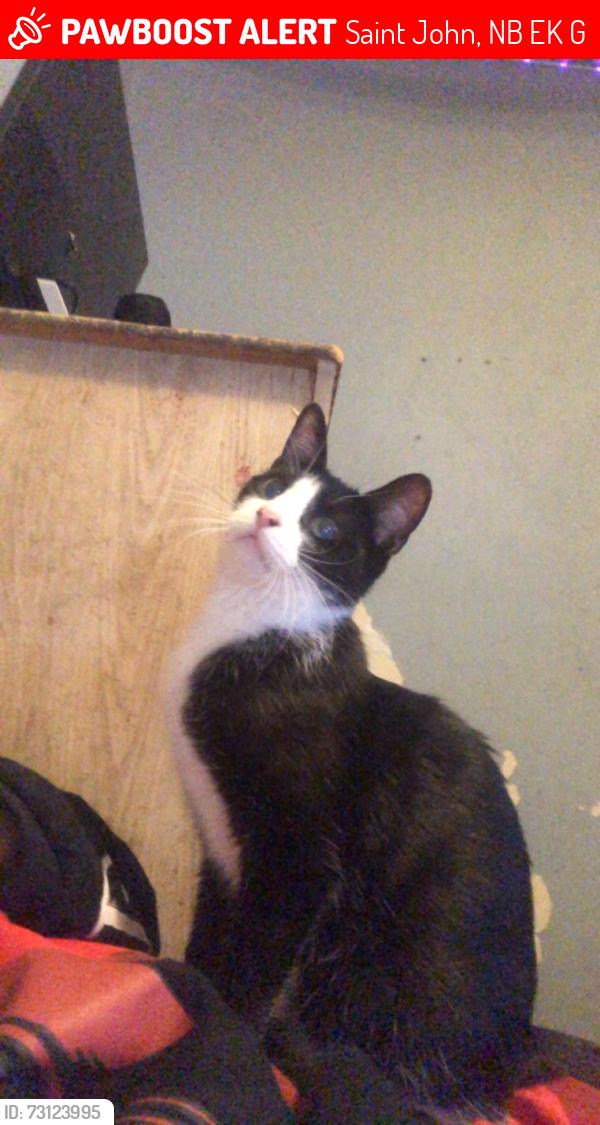 Lost Female Cat last seen Maclaren Blvd, Saint John, NB E2K 3G4
