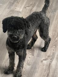 Lost Male Dog last seen Reginald Moore Community Park, Rustling leaves Rd, Houston, TX 77083