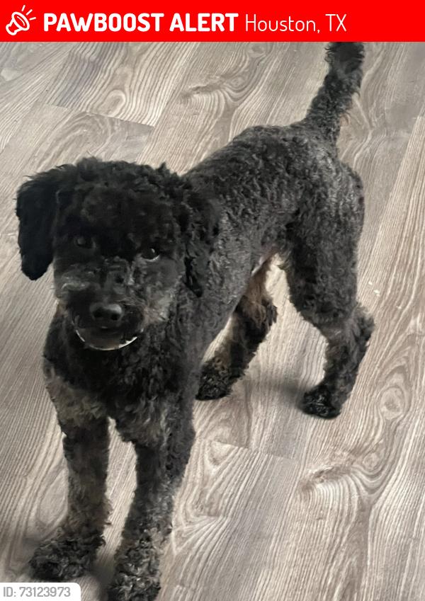 Lost Male Dog last seen Reginald Moore Community Park, Rustling leaves Rd, Houston, TX 77083