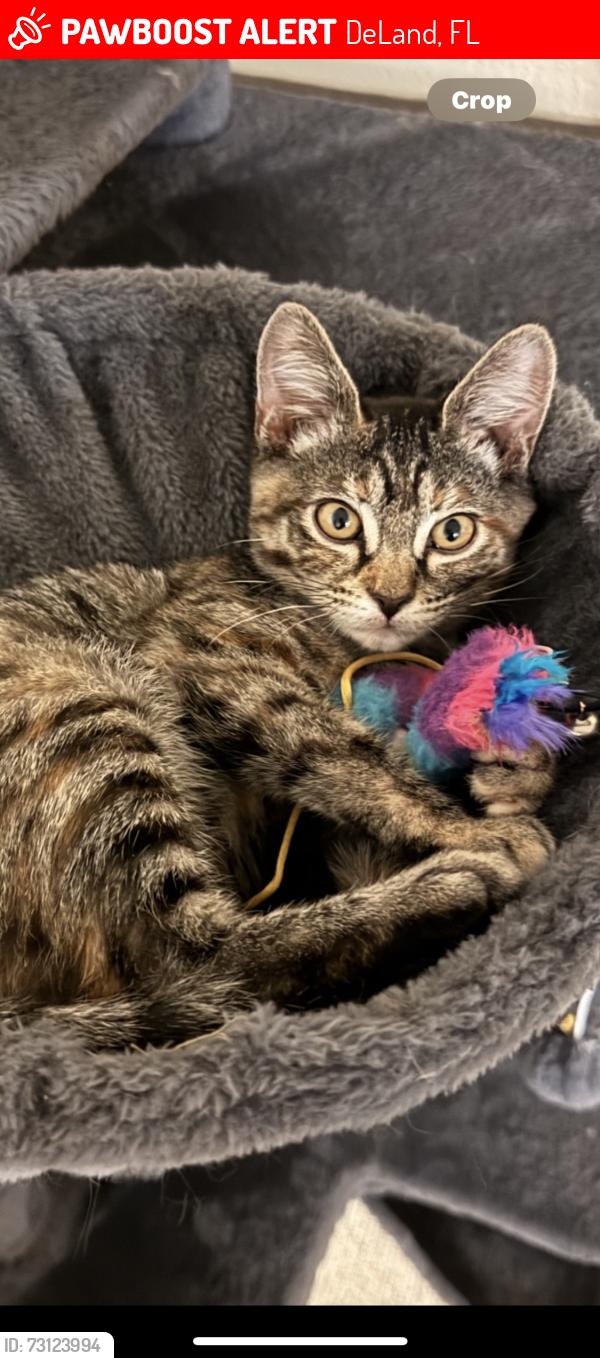 Lost Female Cat last seen N ridgewood avenue / W Minnesota avenue, DeLand, FL 32720