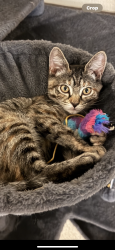 Lost Female Cat last seen N ridgewood avenue / W Minnesota avenue, DeLand, FL 32720
