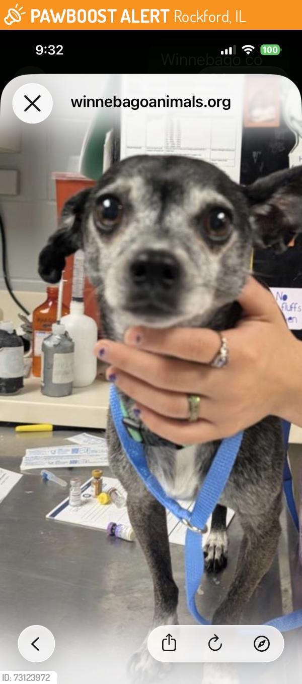 Found/Stray Male Dog last seen Near N Main St, Rockford, IL 61103