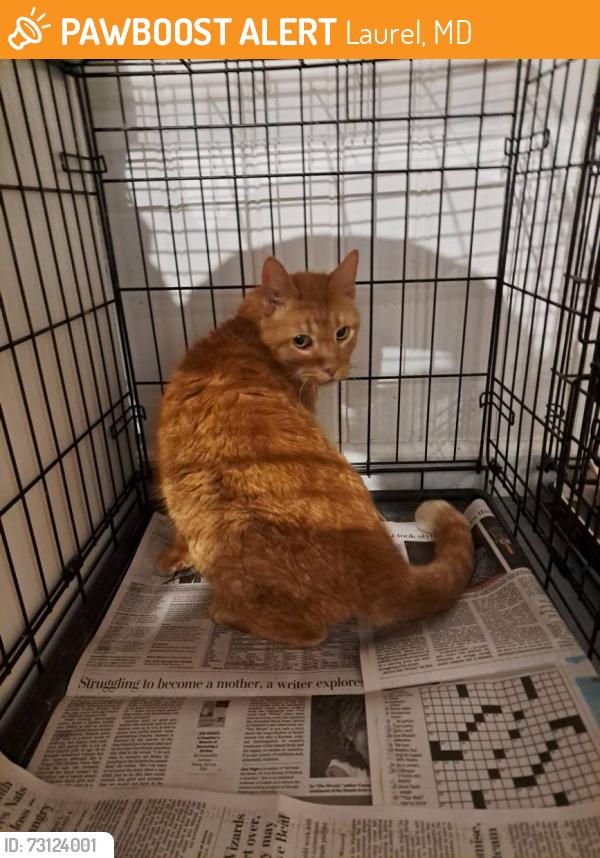 Found/Stray Male Cat last seen Laurel Elementary School, Laurel, MD 20707