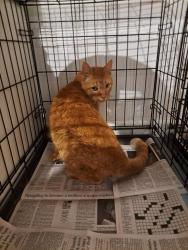 Found/Stray Male Cat last seen Laurel Elementary School, Laurel, MD 20707