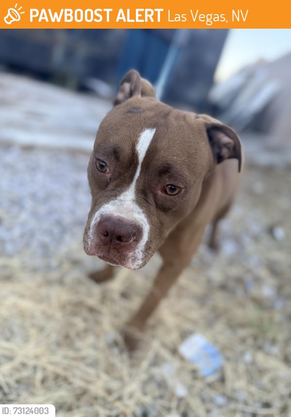 Found/Stray Female Dog last seen Cheyenne and Jones, Las Vegas, NV 89108