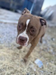 Found/Stray Female Dog last seen Cheyenne and Jones, Las Vegas, NV 89108