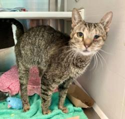 Shelter Stray Female Cat last seen Near Gwynns Falls Pkwy, 21216, MD, 2490 Giles Rd, Baltimore, MD 21225, USA
