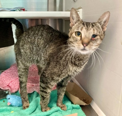 Shelter Stray Female Cat last seen Near Gwynns Falls Pkwy, 21216, MD, 2490 Giles Rd, Baltimore, MD 21225, USA