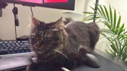 Reunited Male Cat last seen Near Windwood Dr, Villas at Northstar, Ann Arbor, MI 48105