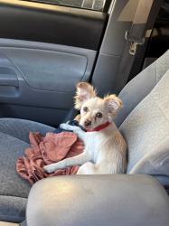 Found/Stray Unknown Dog last seen Vegas Drive and Gleeson Wsy, Las Vegas, NV 89108