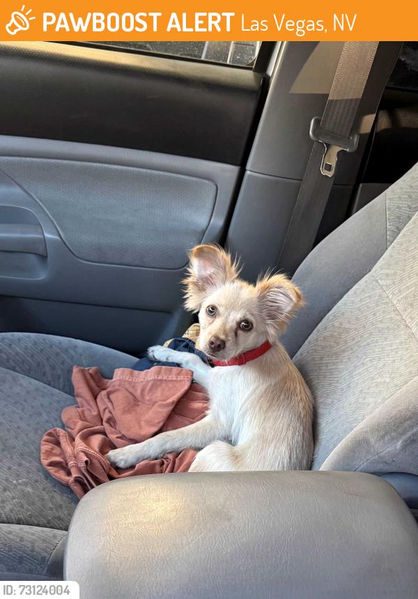 Found/Stray Unknown Dog last seen Vegas Drive and Gleeson Wsy, Las Vegas, NV 89108
