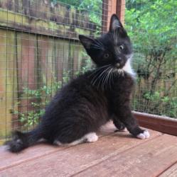 Shelter Stray Male Cat last seen Near Memorial Dr, DECATUR, GA, 30032, 30032, GA, 3280 Chamblee Dunwoody Rd, Chamblee, GA 30341, USA