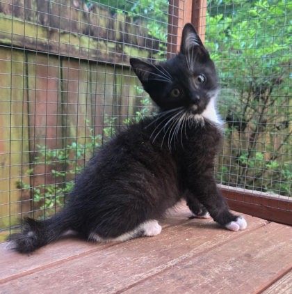 Shelter Stray Male Cat last seen Near Memorial Dr, DECATUR, GA, 30032, 30032, GA, 3280 Chamblee Dunwoody Rd, Chamblee, GA 30341, USA