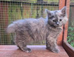 Shelter Stray Female Cat last seen Near Memorial Dr, DECATUR, GA, 30032, 30032, GA, 3280 Chamblee Dunwoody Rd, Chamblee, GA 30341, USA
