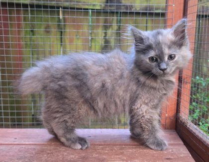 Shelter Stray Female Cat last seen Near Memorial Dr, DECATUR, GA, 30032, 30032, GA, 3280 Chamblee Dunwoody Rd, Chamblee, GA 30341, USA