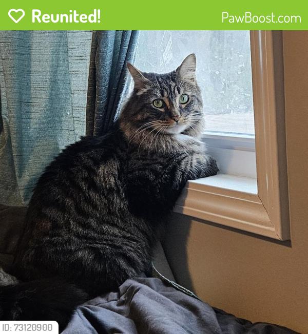 Reunited Male Cat last seen AmeriVu Inn & Suites Chisago.MN, Chisago City, MN 55013