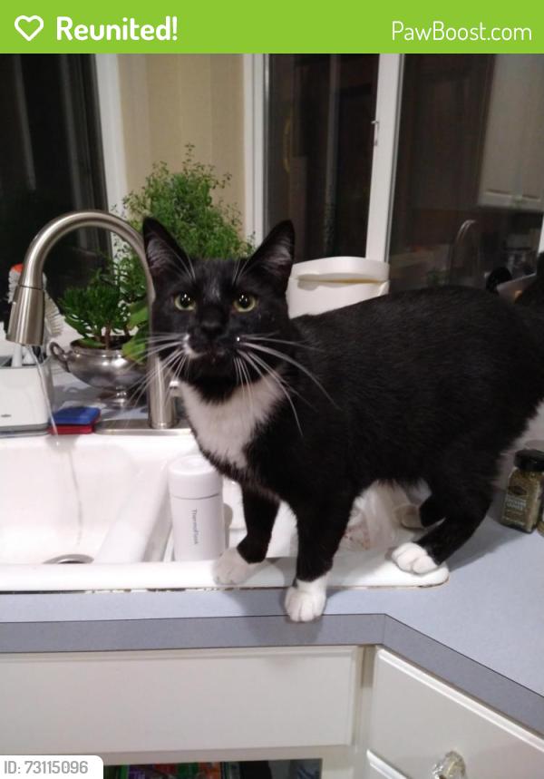 Reunited Male Cat last seen SW 115th Ave, Tualatin, OR 97062