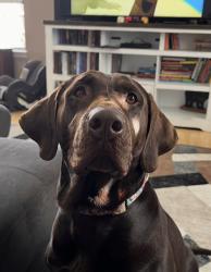 Reunited Female Dog last seen Near Jackson St, Denver, CO 80205, USA, Denver, CO 80205