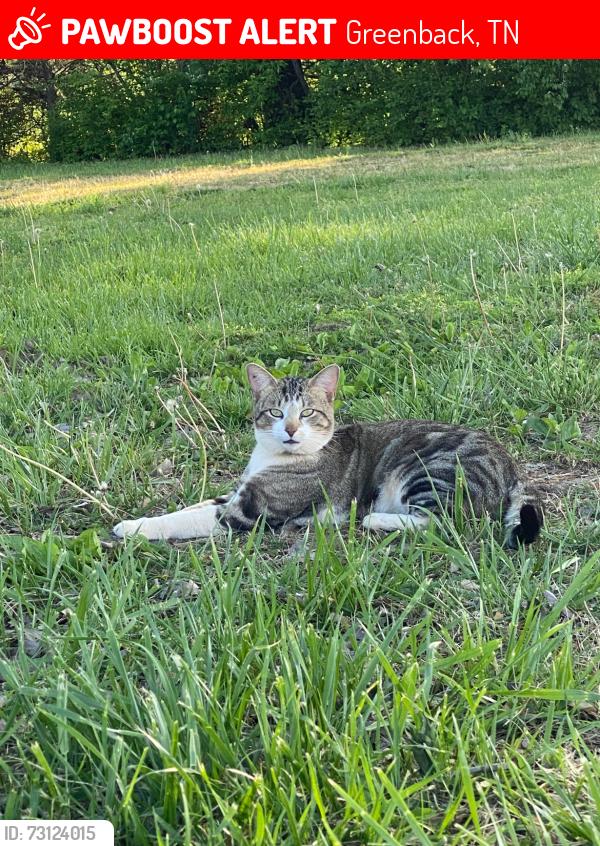 Lost Male Cat last seen Brickmill / along 411, Greenback, TN 37742