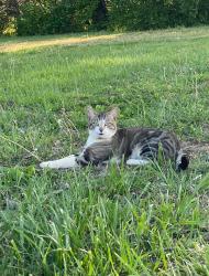 Lost Male Cat last seen Brickmill / along 411, Greenback, TN 37742