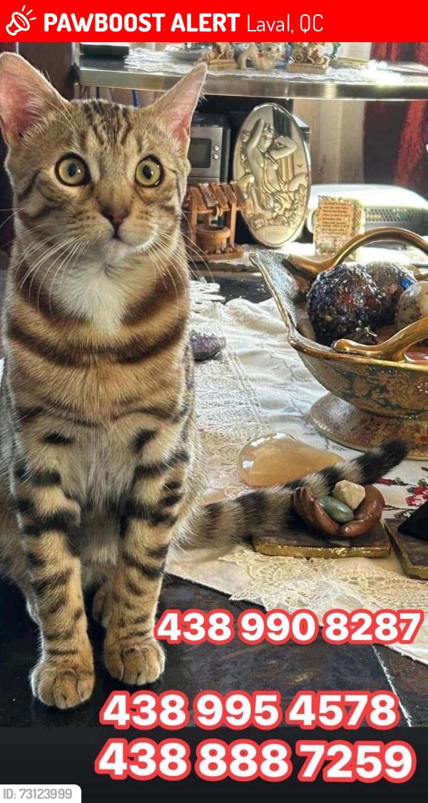 Lost Male Cat last seen Souvenir & Châtelaine, Laval, QC 