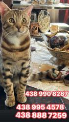 Lost Male Cat last seen Souvenir & Châtelaine, Laval, QC 