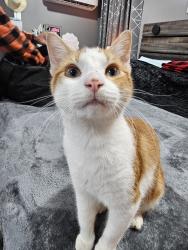 Lost Male Cat last seen Near holiday haven road, Smithville, TN 37166