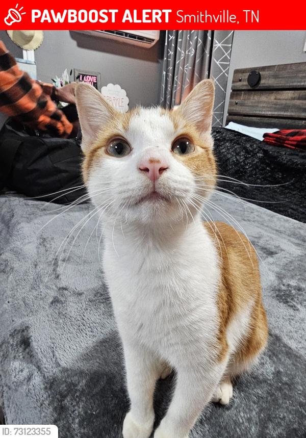 Lost Male Cat last seen Near holiday haven road, Smithville, TN 37166