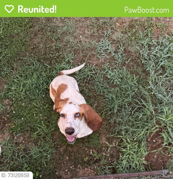 Reunited Female Dog last seen Mason Rd, Inman, SC 29349