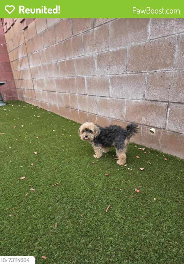 Reunited Unknown Dog last seen Tierra Roja, Rio Rancho, NM 87124
