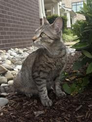 Found/Stray Female Cat last seen Right by the McDonough Market, Richmond, VA 23224
