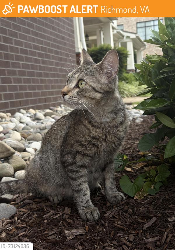 Found/Stray Female Cat last seen Right by the McDonough Market, Richmond, VA 23224