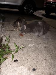 Found/Stray Unknown Cat last seen Mintwood St. & Fisk St., Pittsburgh, PA 15222