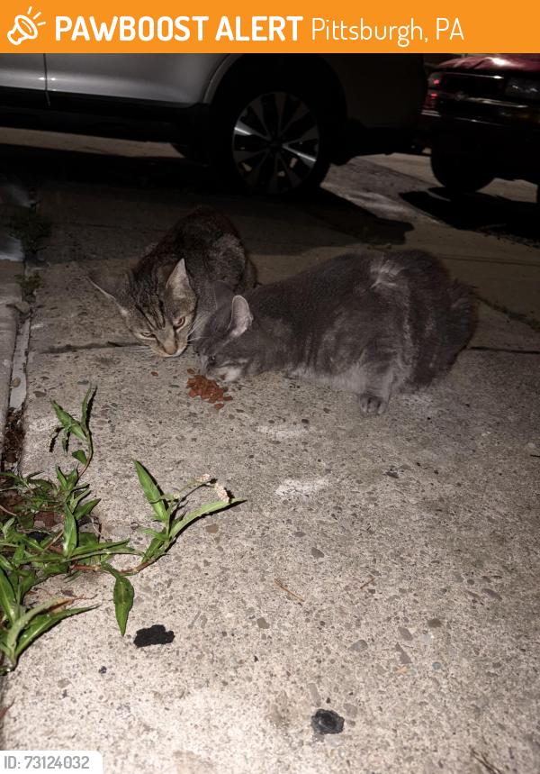 Found/Stray Unknown Cat last seen Mintwood St. & Fisk St., Pittsburgh, PA 15222