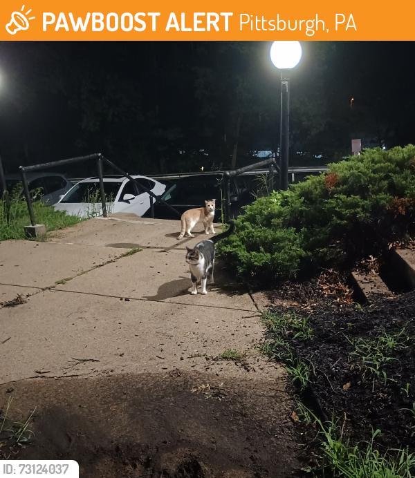 Found/Stray Unknown Cat last seen Near Boggs Ave (Palm Garden apmts), Pittsburgh, PA 15211