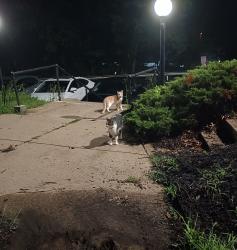 Found/Stray Unknown Cat last seen Near Boggs Ave (Palm Garden apmts), Pittsburgh, PA 15211