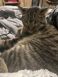 Lost Male Cat last seen Man O War, Lexington, KY 40515