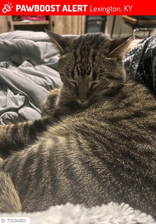 Lost Male Cat last seen Man O War, Lexington, KY 40515