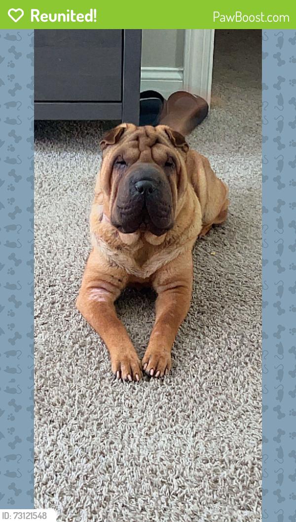 Reunited Female Dog last seen Marty ln, Dallas, GA 30132