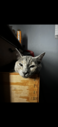 Reunited Female Cat last seen green tree rd and hesperia rd, Victorville, CA 92395