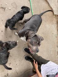 Lost Female Dog last seen Maverick and Wild horse trail, Albuquerque, NM 87123