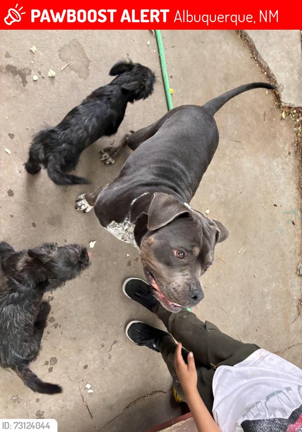 Lost Female Dog last seen Maverick and Wild horse trail, Albuquerque, NM 87123
